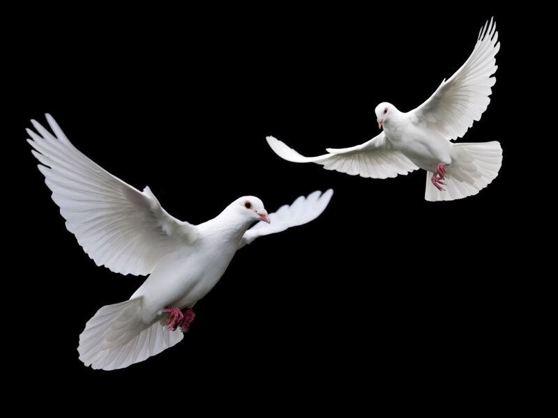 Two white doves in flight