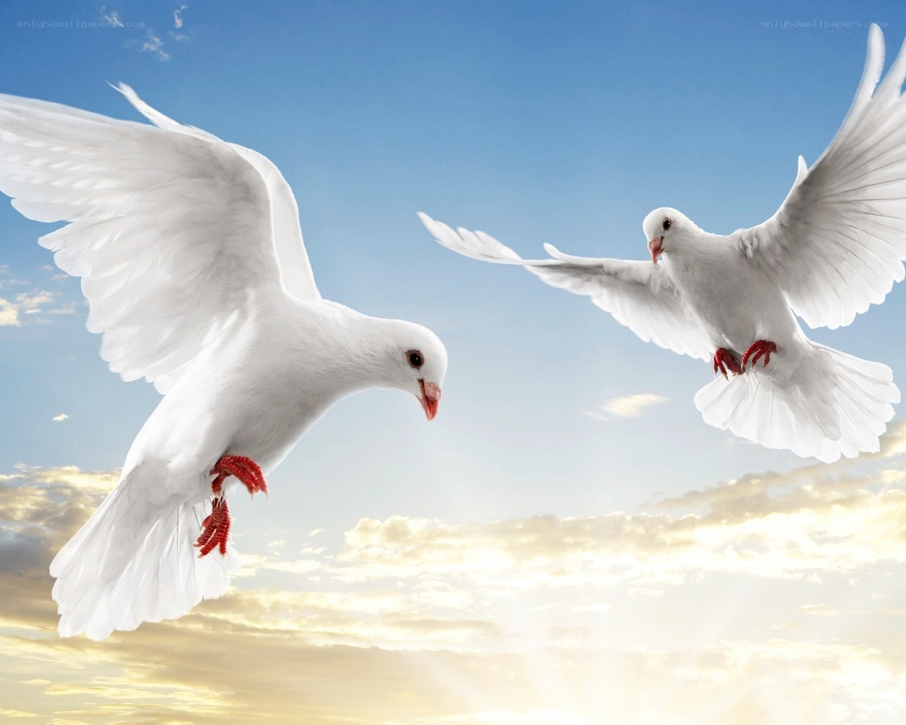 Two white doves in flight