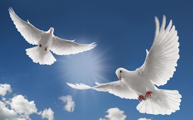 Two white doves in flight