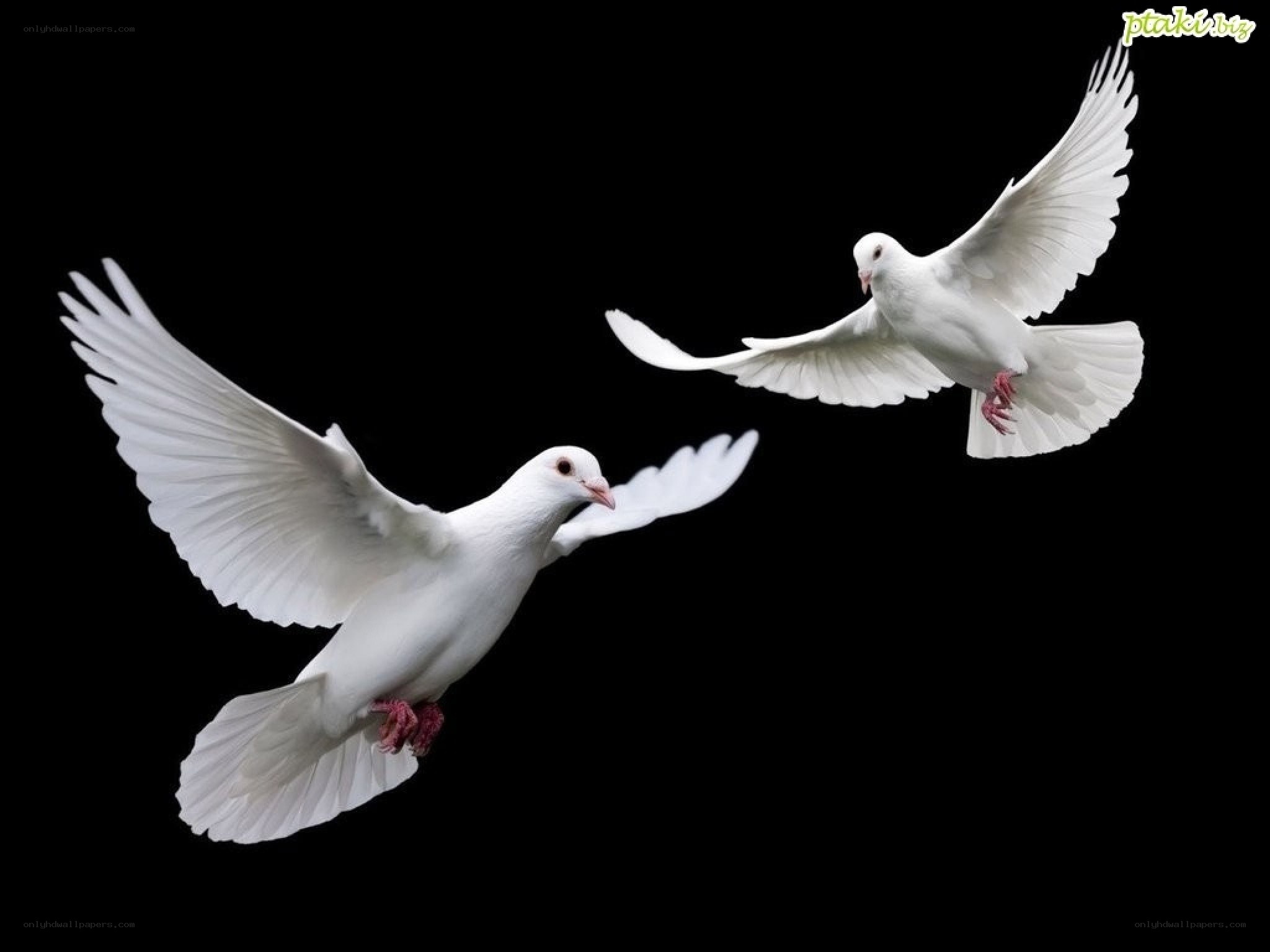 Two white doves in flight