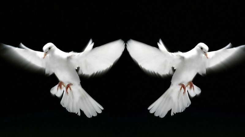 Two White Doves in Flight — Serene