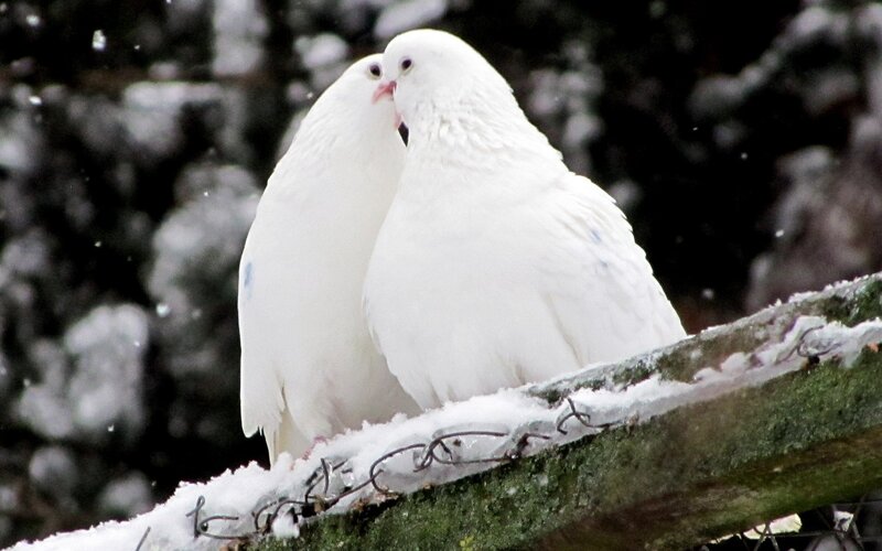 Two white doves in snow