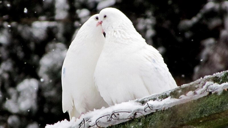 Two white doves in snow