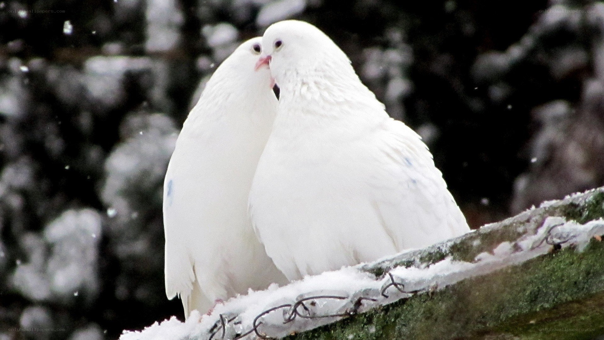 Two white doves in snow