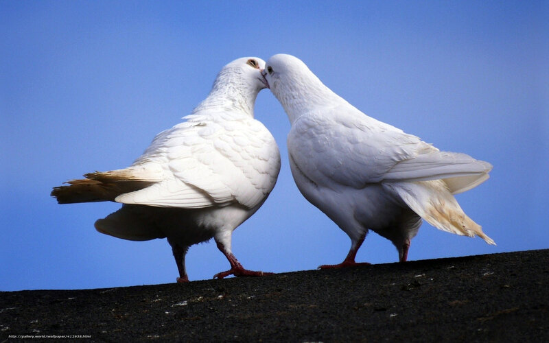 Two white doves kissing