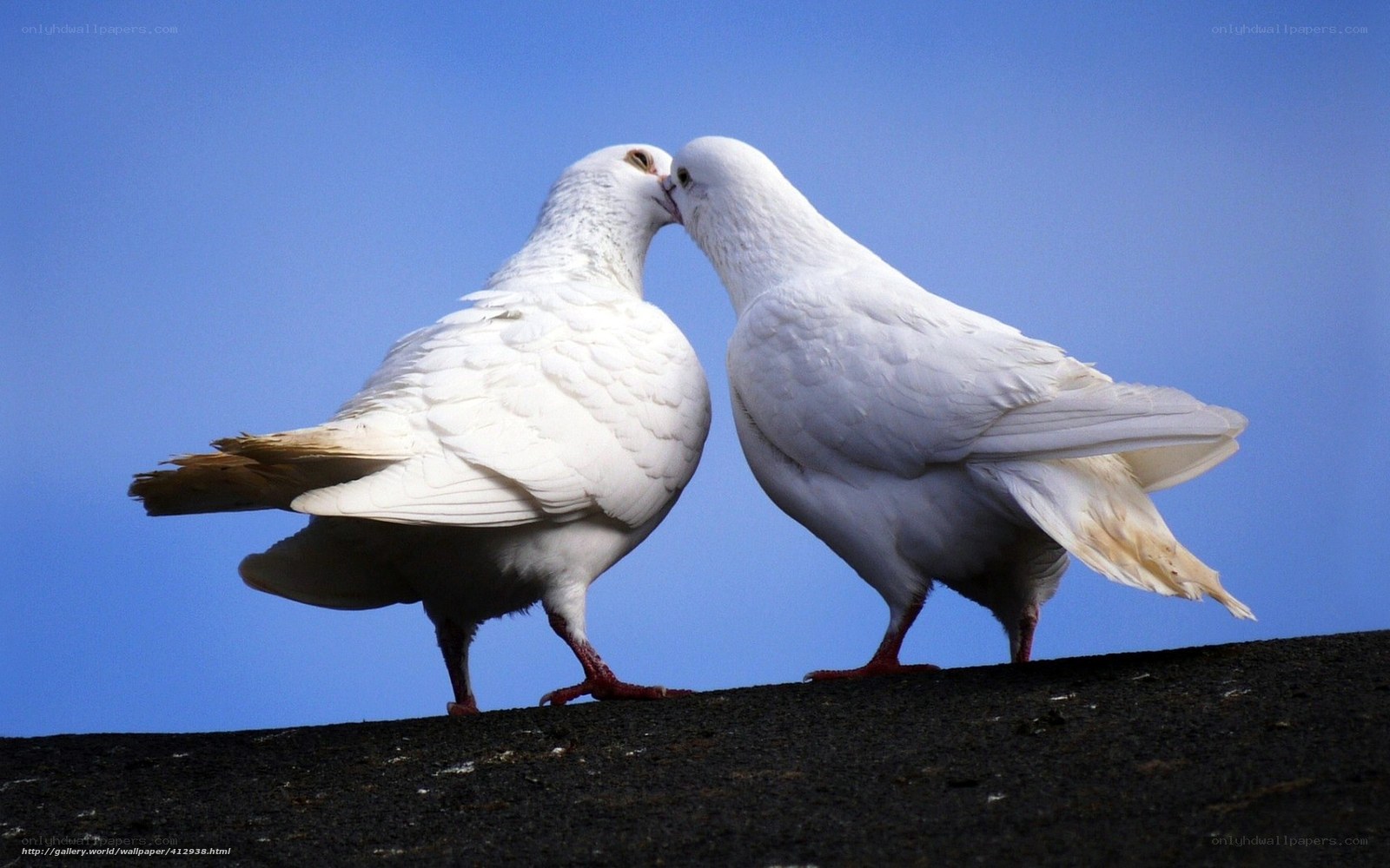 Two white doves kissing