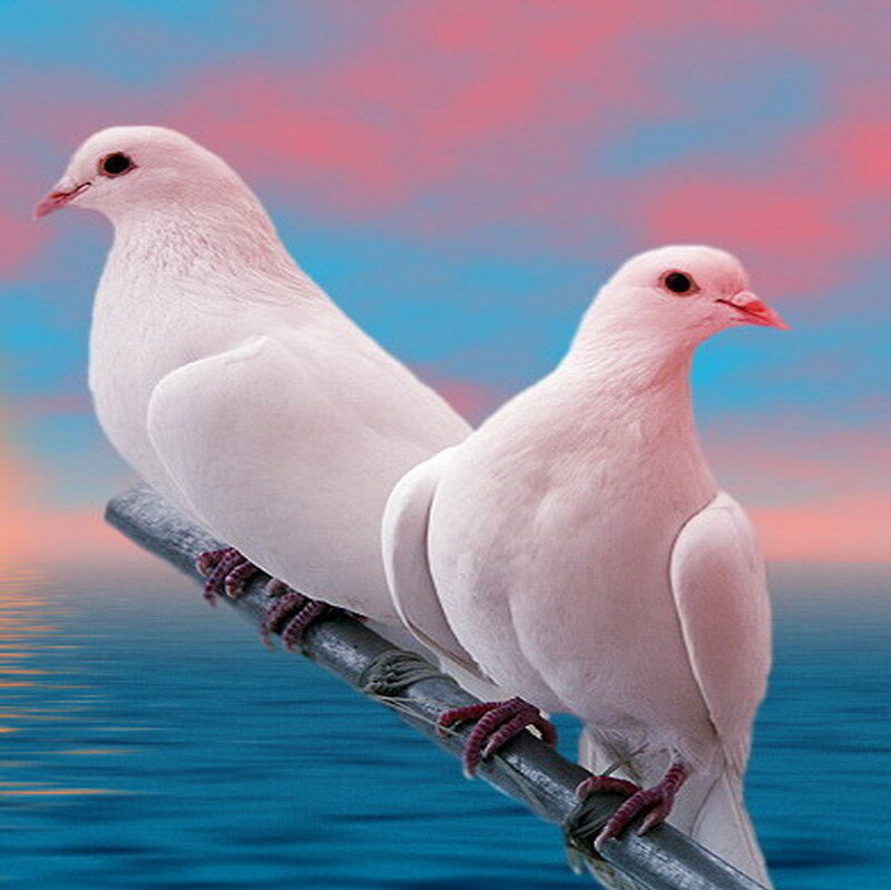 Two white doves on a branch