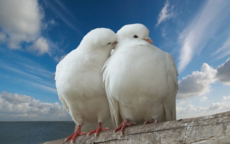 Two white doves on a wooden beam