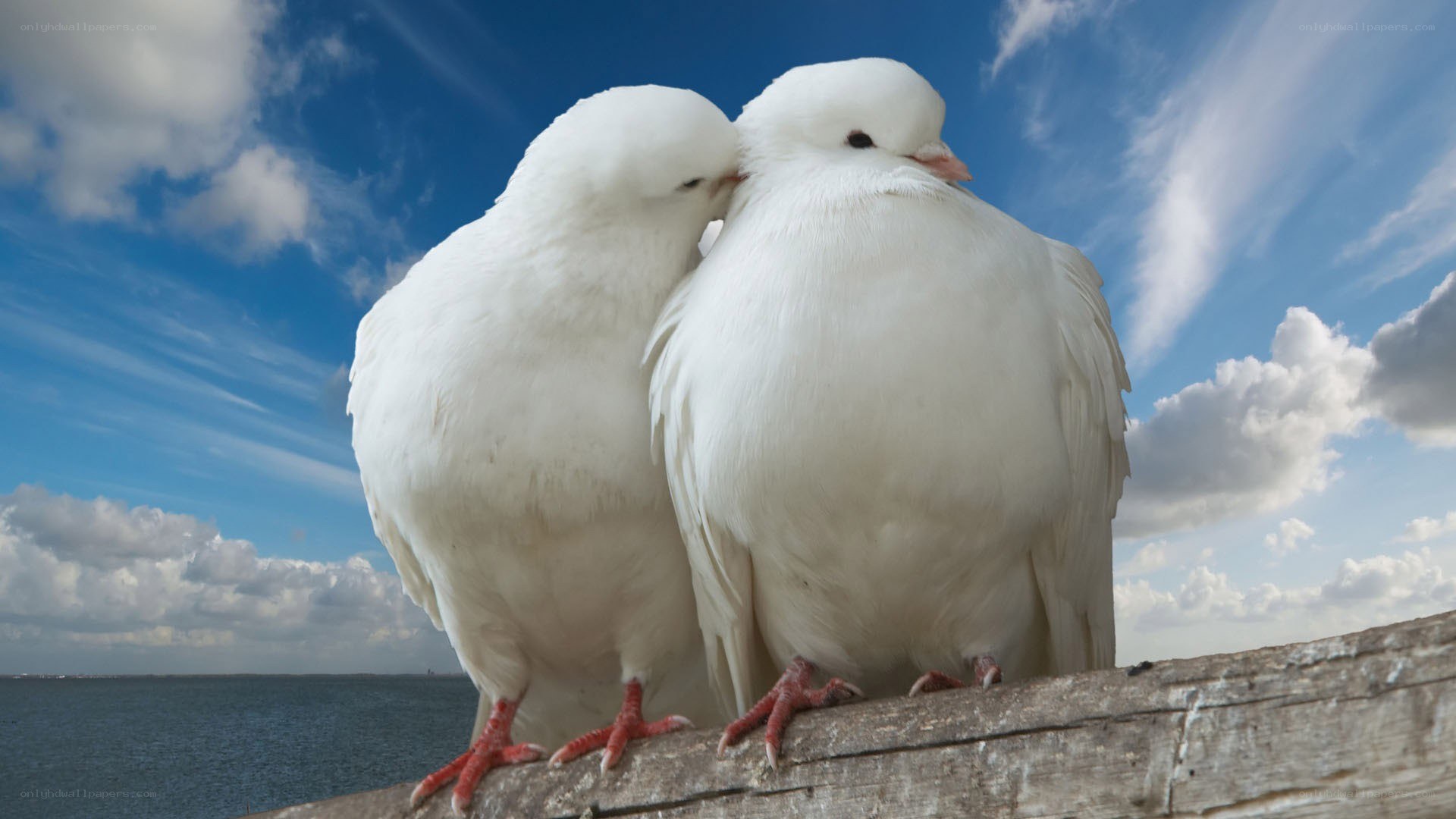Two white doves on a wooden beam