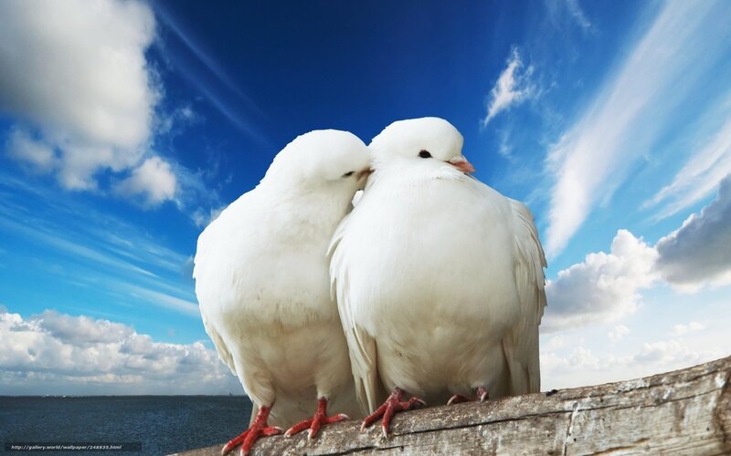 Two white doves on a wooden beam