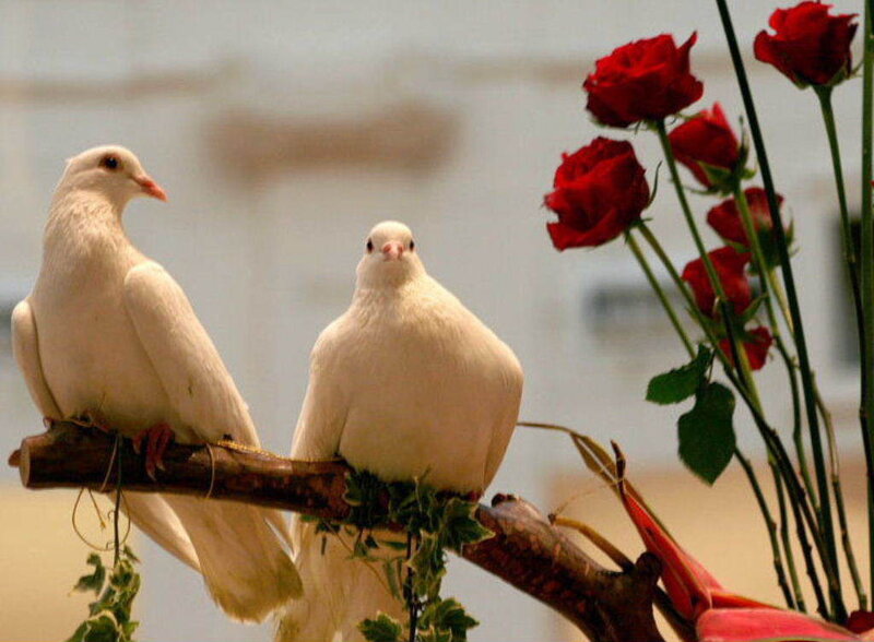Two White Doves — Peaceful, Photograph