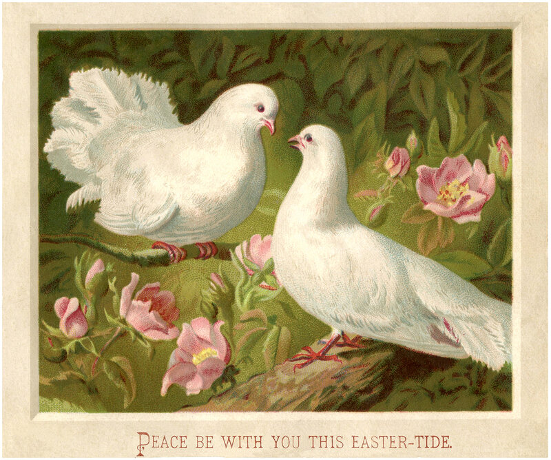 Two White Doves — Peaceful, Spring