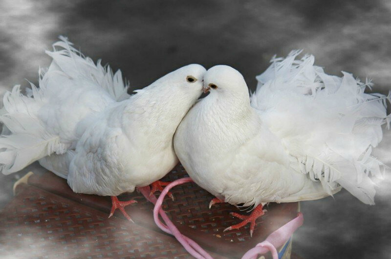 Two White Doves — Peaceful