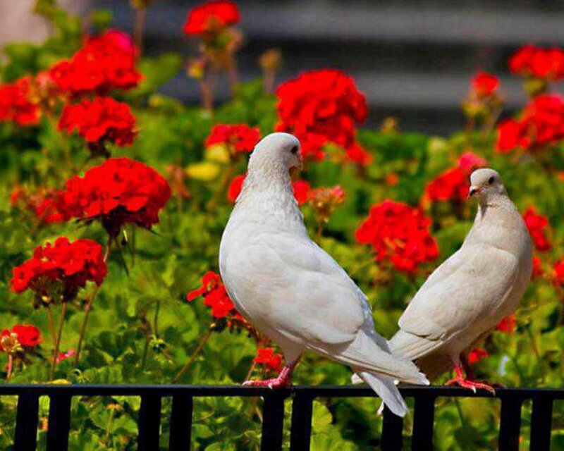Two White Doves — Serene, Afternoon, Photograph, Flowers