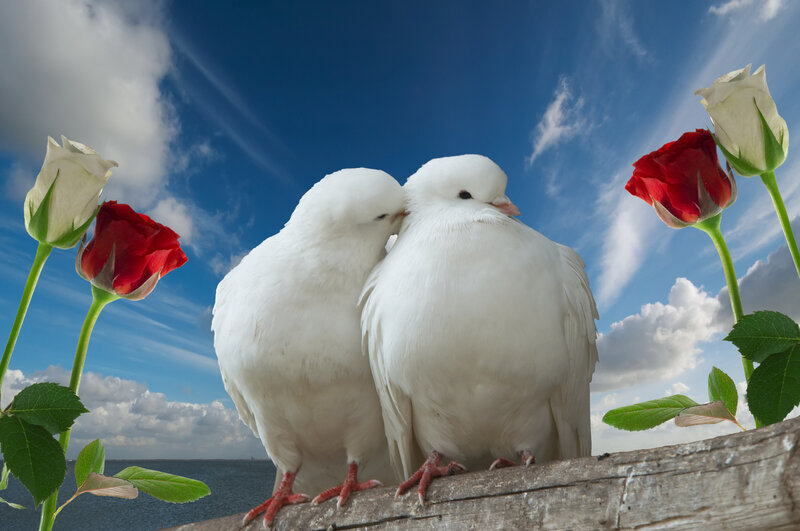 Two White Doves — Serene, Afternoon, Photograph, Roses, Sky
