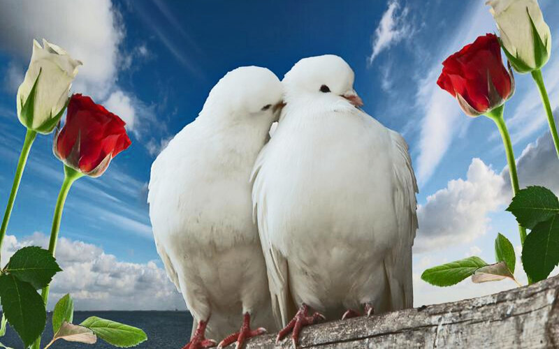 Two White Doves — Serene, Afternoon, Photograph, Roses