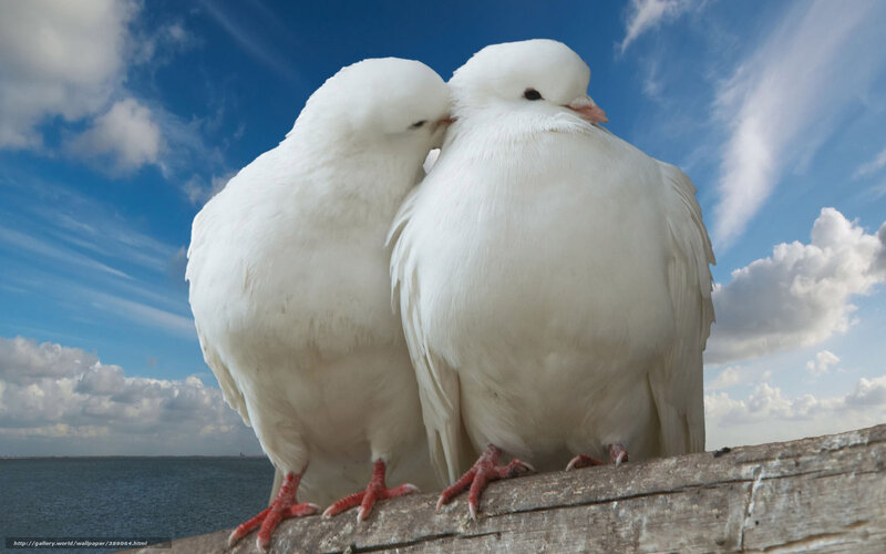 Two White Doves — Serene, Afternoon, Photograph, Sky, Clouds