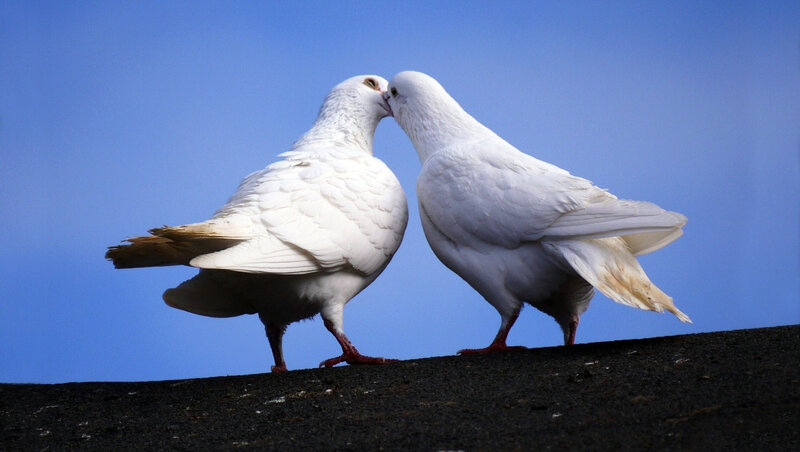 Two White Doves — Serene, Afternoon, Photograph, Sky, Roof