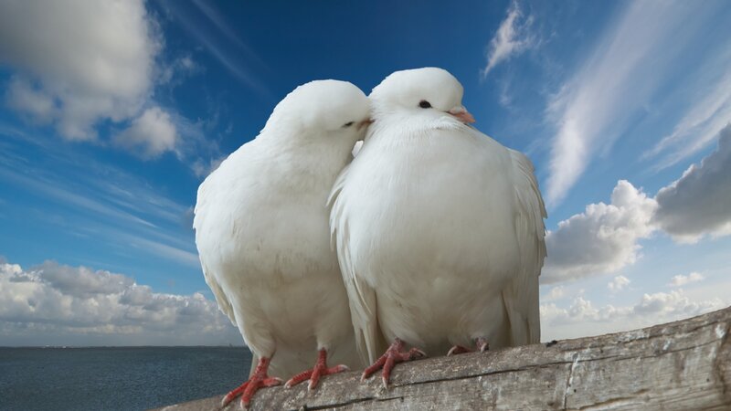 Two White Doves — Serene, Afternoon, Photograph, Sky