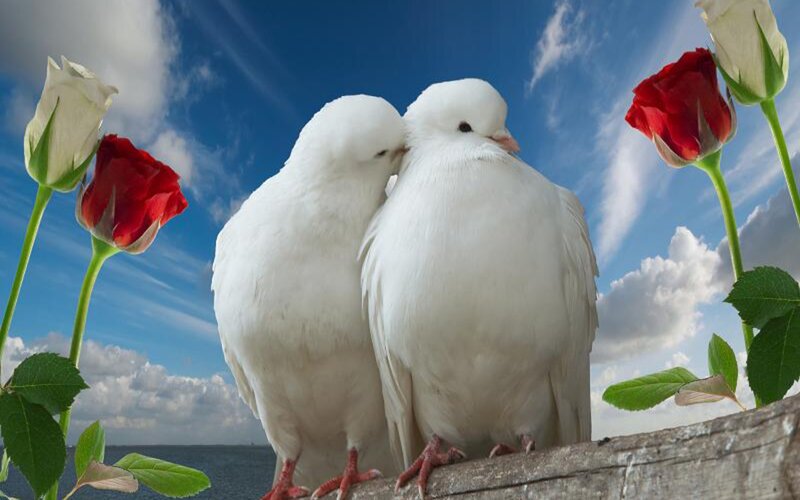 Two White Doves — Serene, Afternoon, Photograph