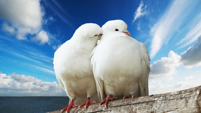 Two White Doves — Serene, Afternoon, Photograph, Wooden Beam