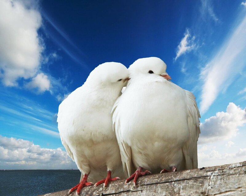 Two White Doves — Serene, Afternoon