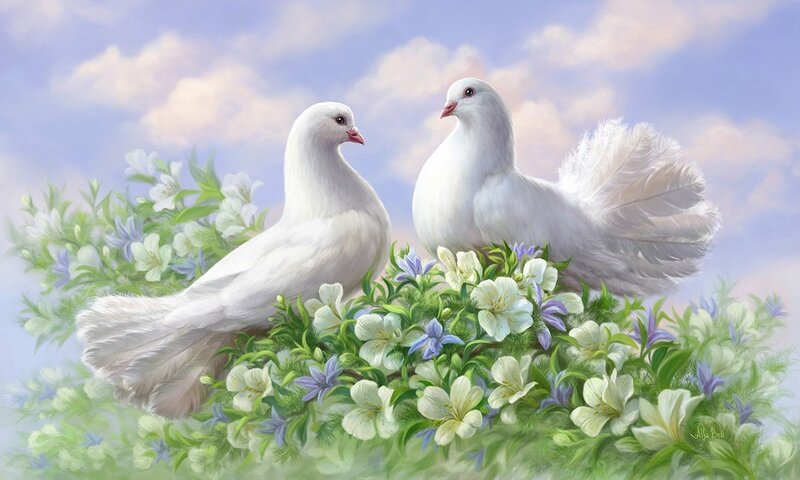 Two White Doves — Serene, Morning