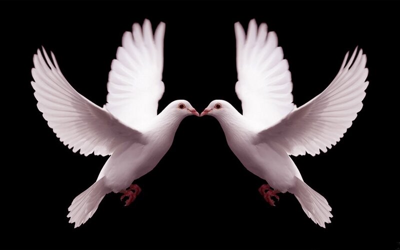 Two White Doves — Serene, Photograph