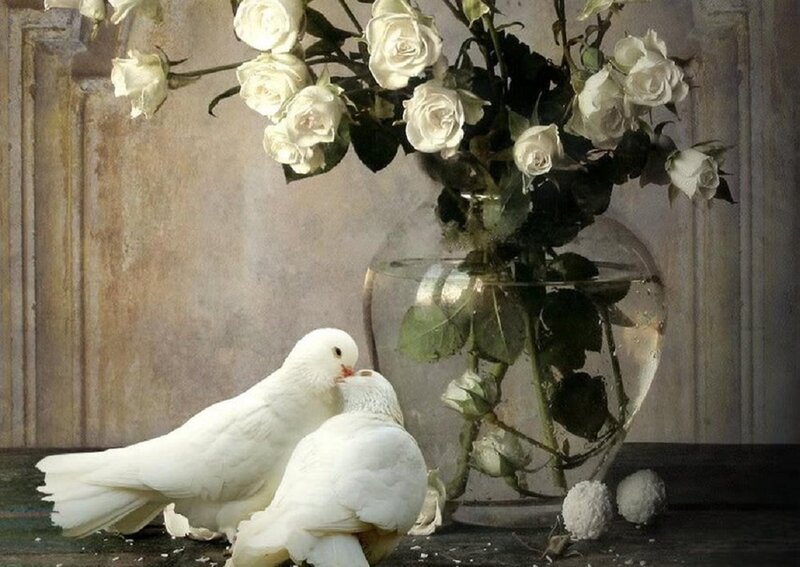 Two White Doves — Serene, Photograph, White Roses