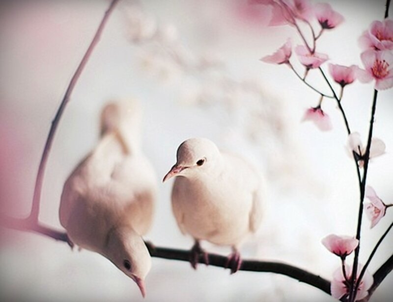 Two White Doves — Serene, Spring