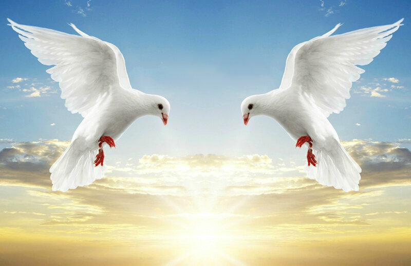 Two White Doves — Serene, Sunset
