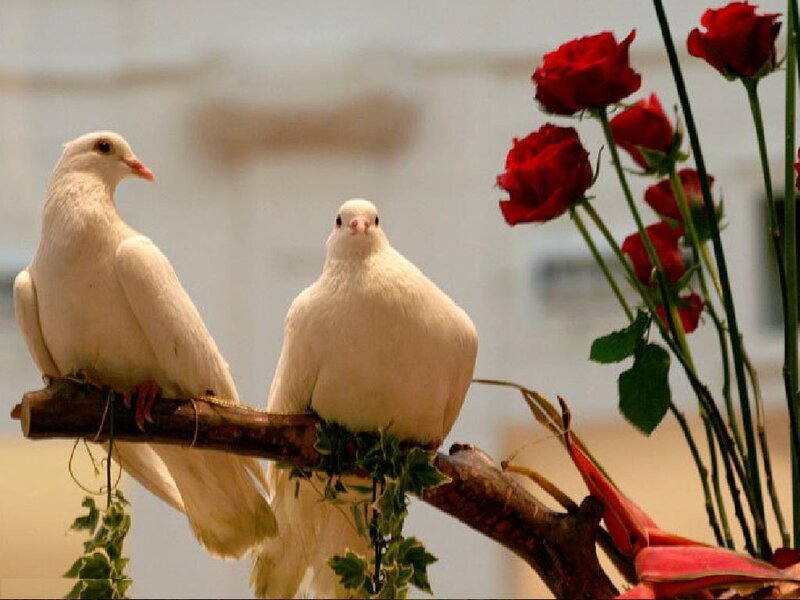 Two White Doves — Serene