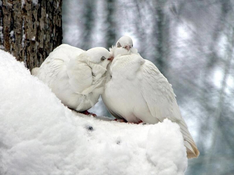 Two White Doves — Serene, Winter