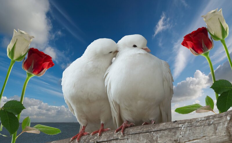 Two white doves with roses