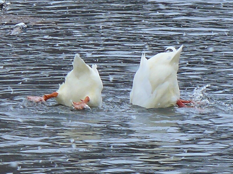 Two White Ducks — Calm, Photograph