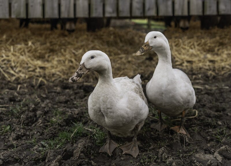 Two White Ducks — Calm