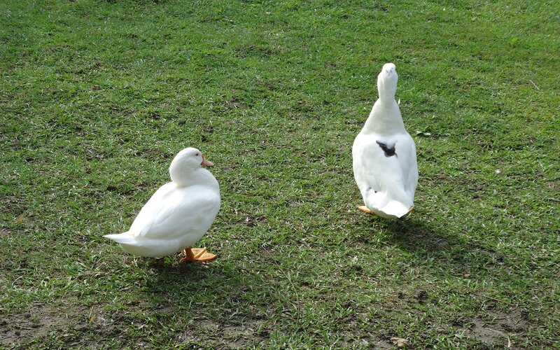 Two White Ducks — Green, Calm