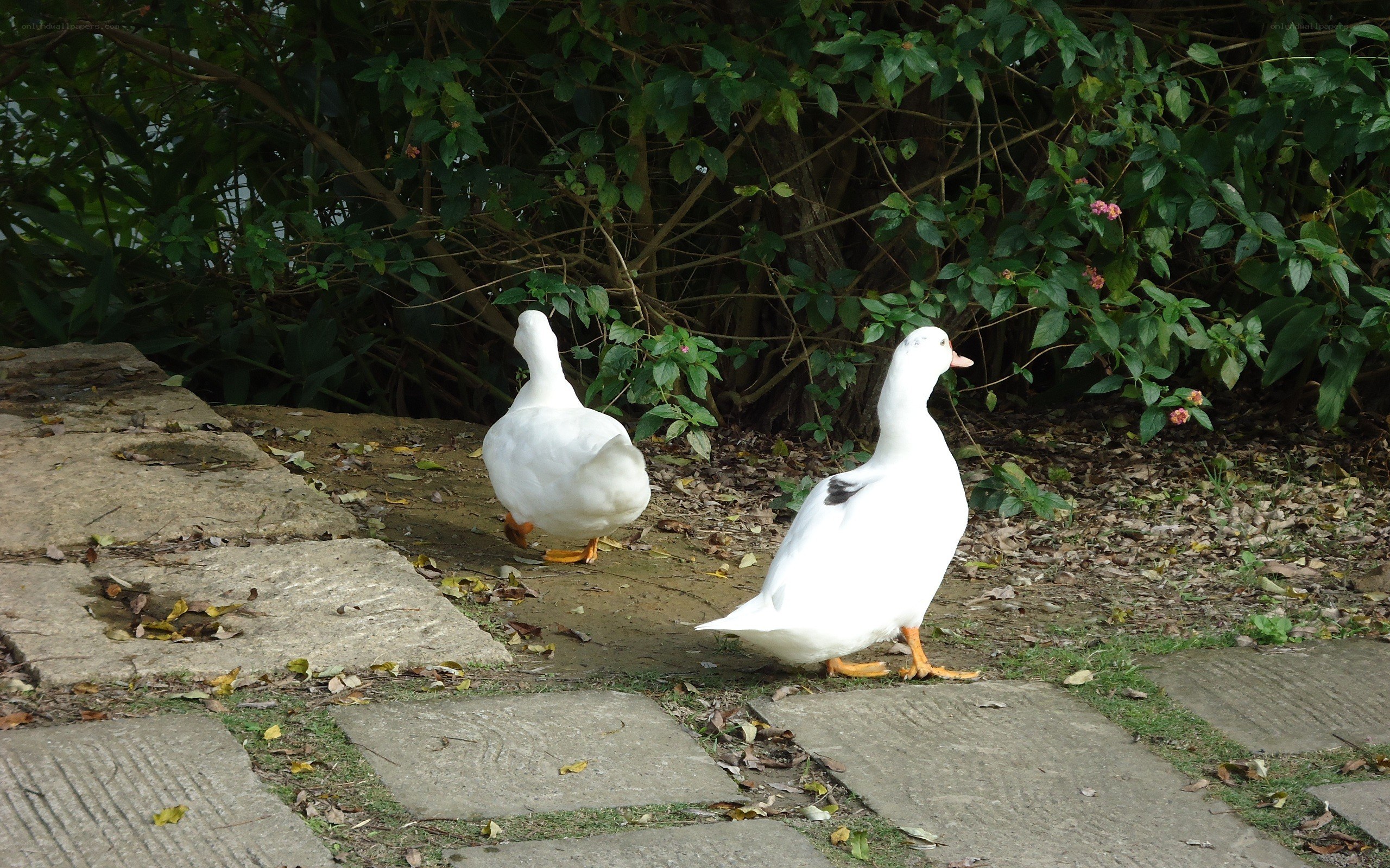 Two white ducks on a path