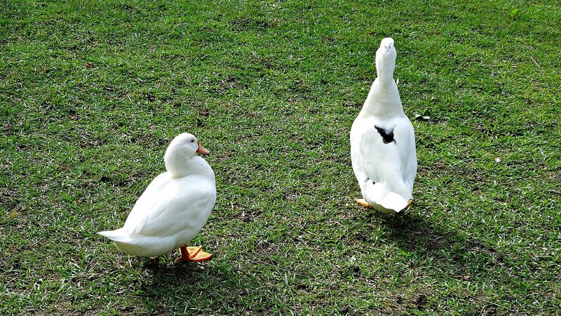 Two white ducks on grass
