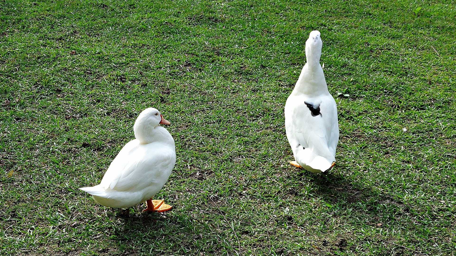 Two white ducks on grass