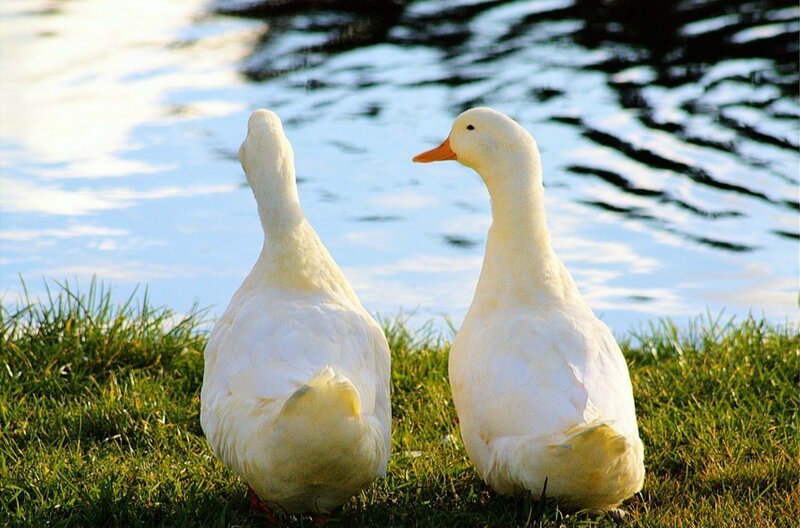 Two White Ducks — Serene