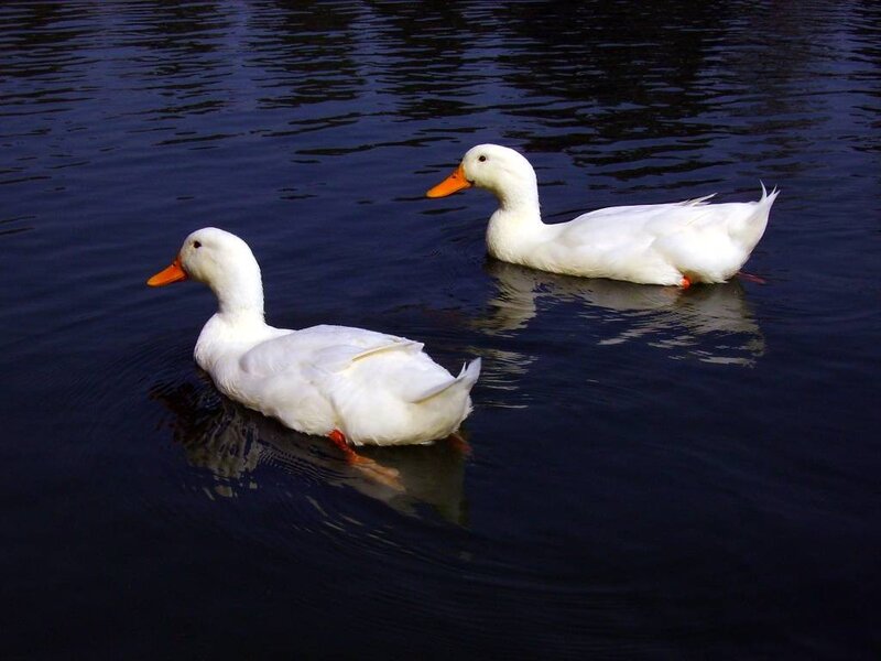 Two white ducks swimming