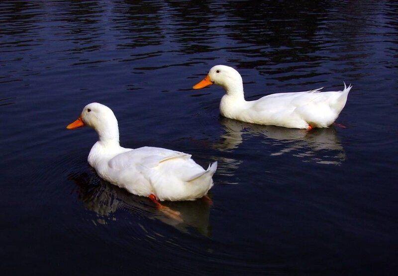 Two White Ducks