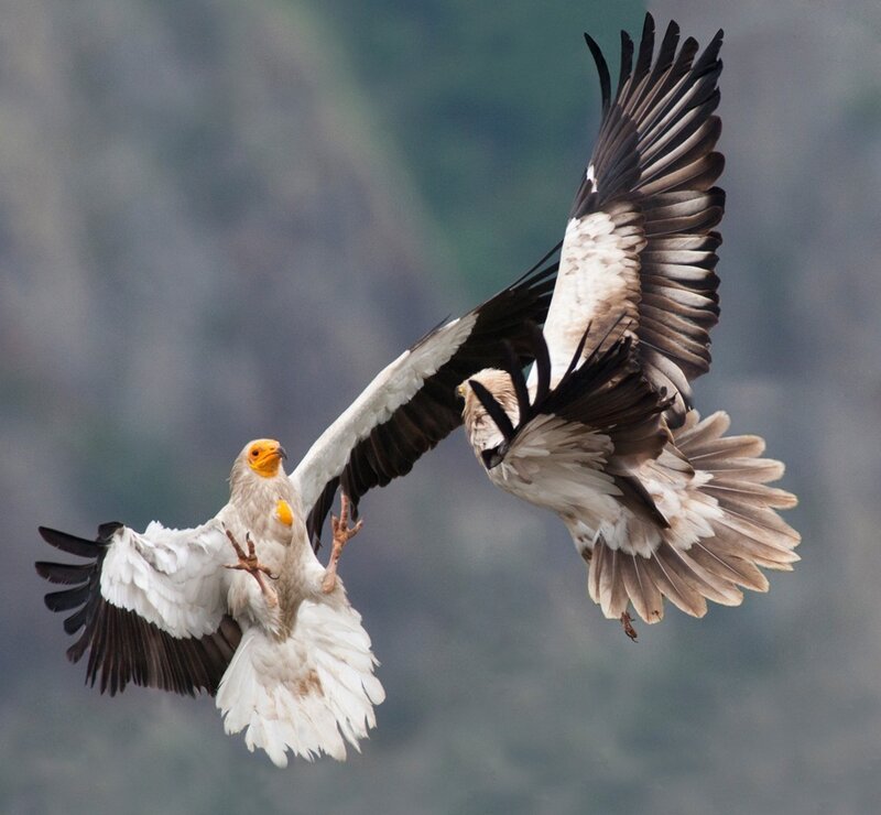 Two White Eagles in Flight