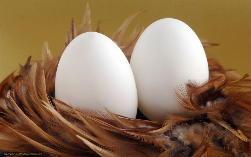 Two White Eggs in Nest — Calm