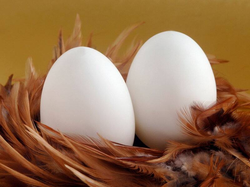 Two White Eggs in Nest