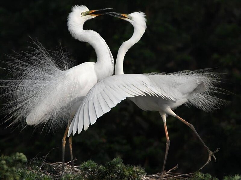 Two White Egrets — Dramatic
