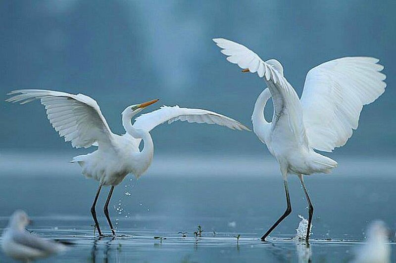 Two White Egrets — Dynamic