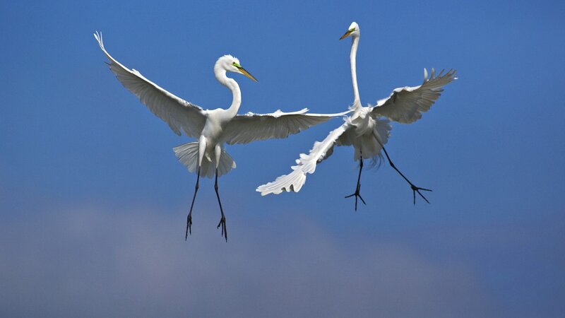 Two White Egrets Flying — Blue