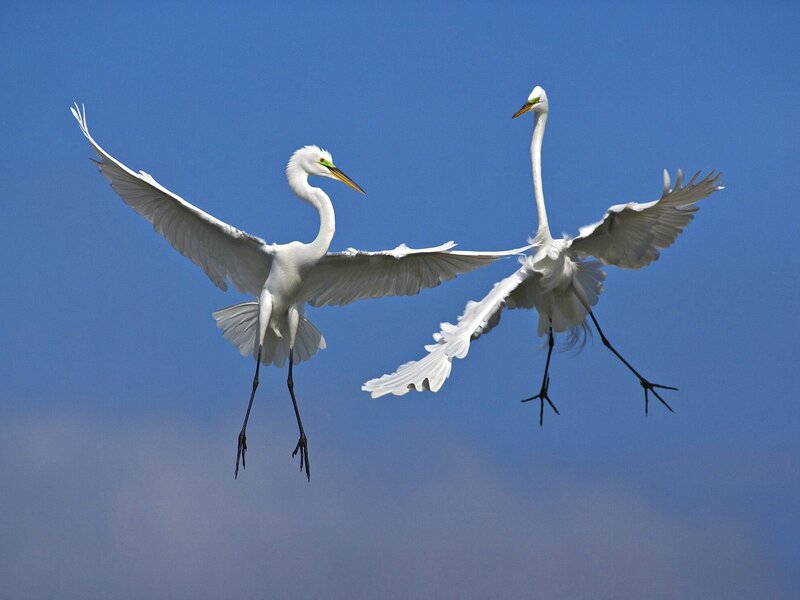 Two White Egrets Flying — Serene, Afternoon